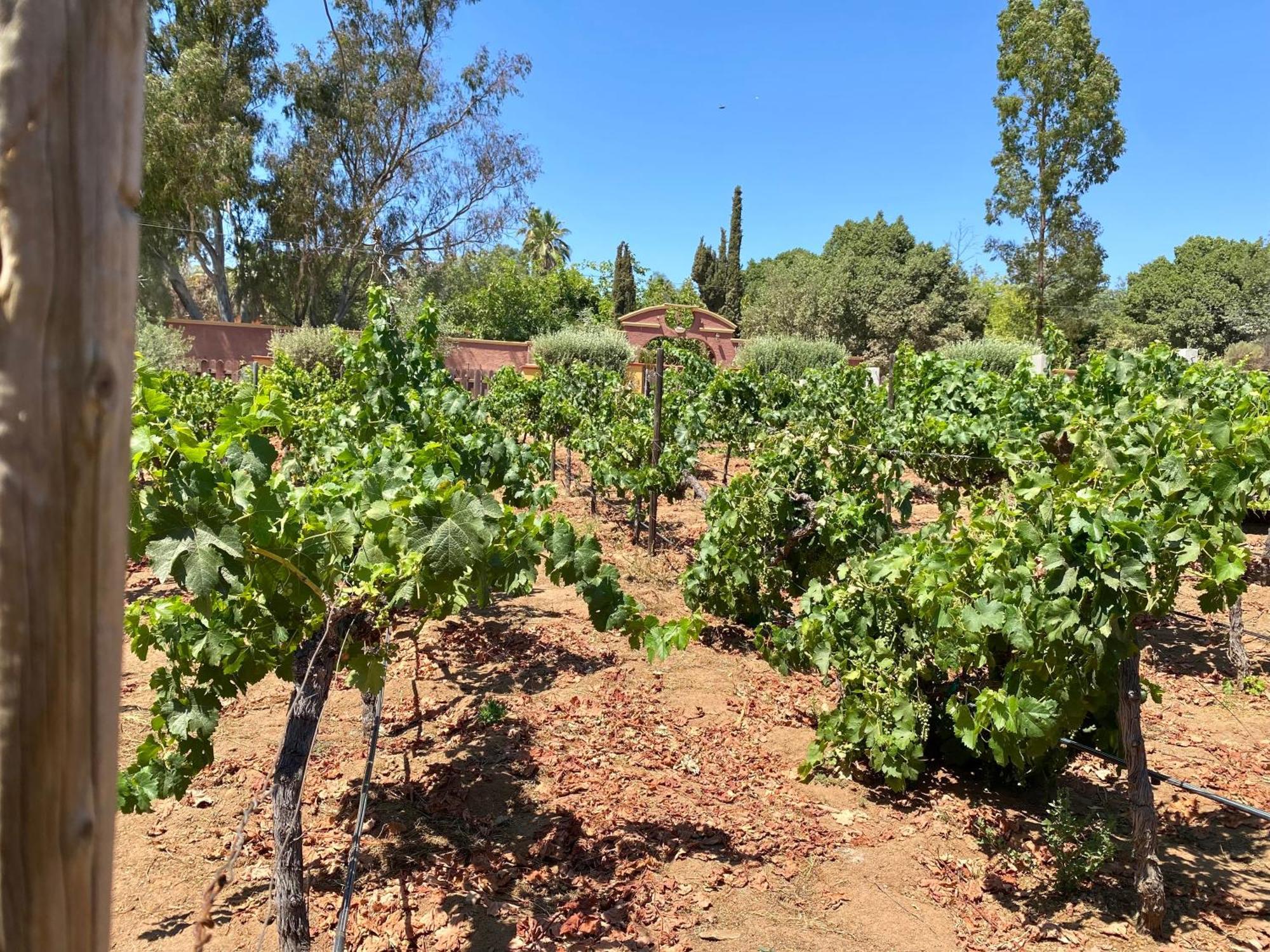 Отель Tierra Mia Hacienda Ruta Del Vino Валье-де-Гуадалупе Экстерьер фото