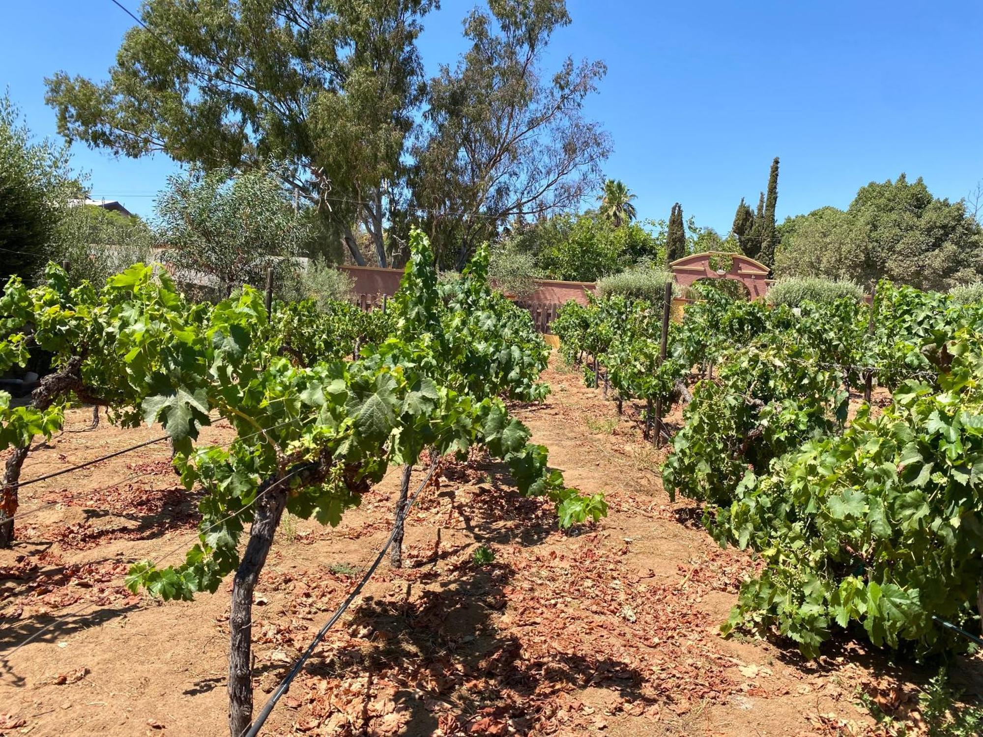 Отель Tierra Mia Hacienda Ruta Del Vino Валье-де-Гуадалупе Экстерьер фото